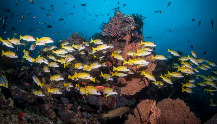 Snorkel en Loreto: Colores, vida y tranquilidad bajo el agua